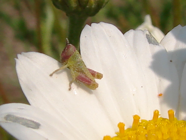 Pezotettix giornai, neanide (Orthoptera, Acrididae)